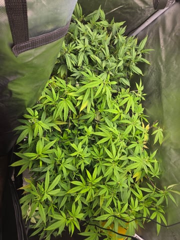 First Grow — flower, day 70