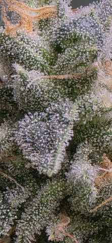 strawberry guava bx — flower, day 19