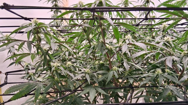 Round 2 — flower, day 39