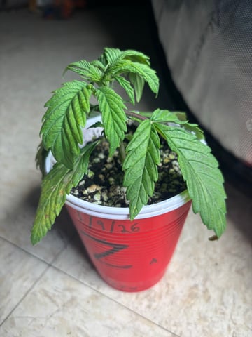 winter 25-26 — seedling_rooting, day 11