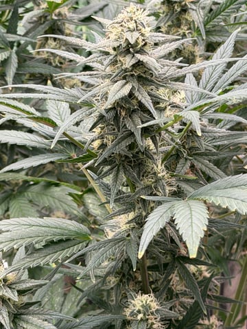 Witches Brew Autoflower by Dream Beans — flower, day 9