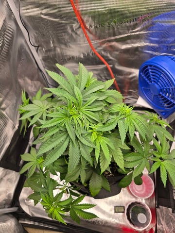 Northern lights #10 2nd plant (Selkies) — vegetative, day 34
