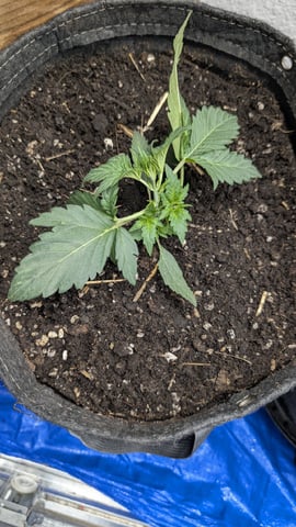 mephisto winter 2026 — vegetative, day 17