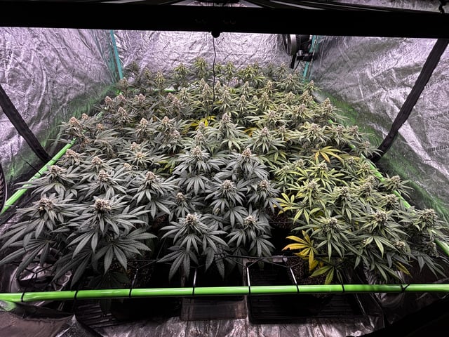 Pink Passion Fruit — flower, day 91