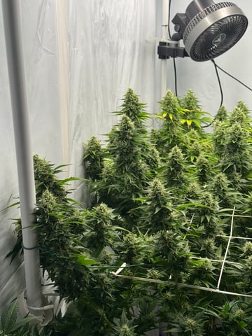 Permanent Marker, Gary Payton — flower, day 46