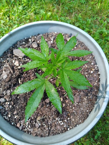 first grow — vegetative, day 37