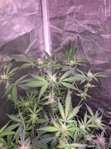 lil babies  — flower, day 38