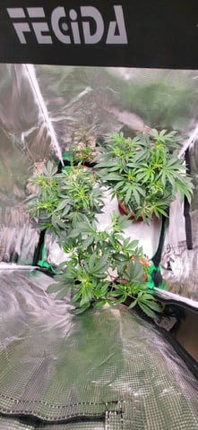 1st grow indoors(cardboard box to 2x2x4 to 5x5x6) — vegetative, day 42