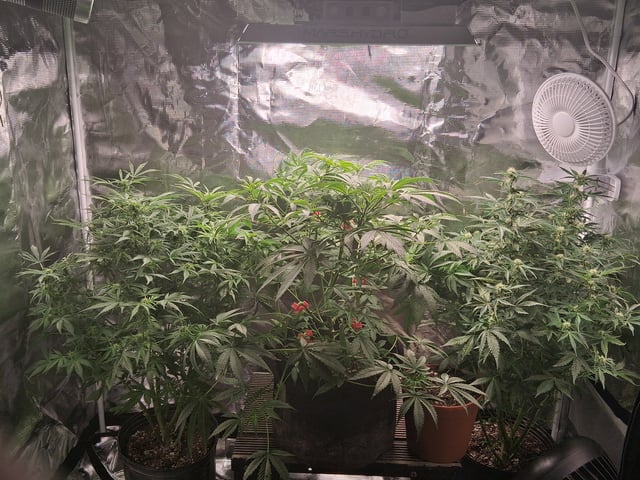 My Girls — flower, day 39