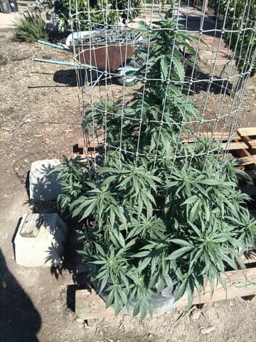 first 4 — flower, day 45