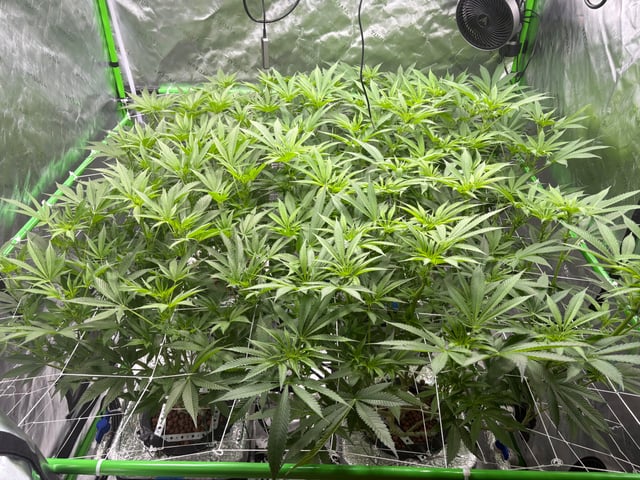 First Grow (Hydro) — flower, day 93