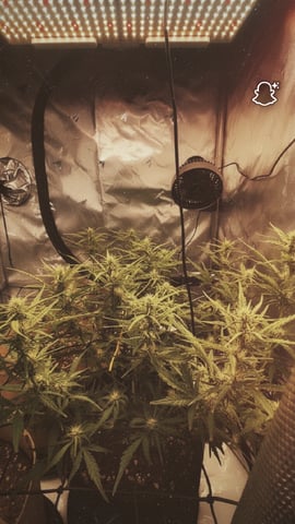 3x3 Grow — flower, day 16