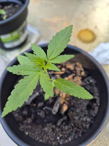 My First Grow