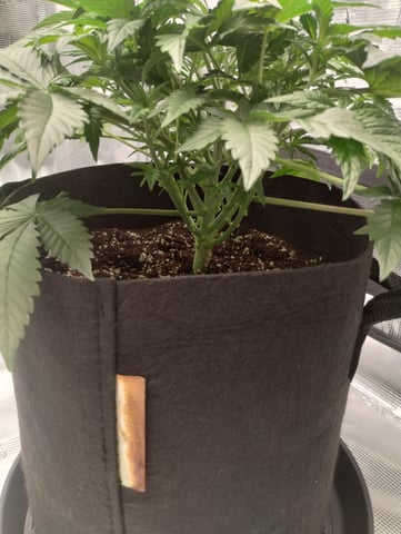 First grow — flower, day 36