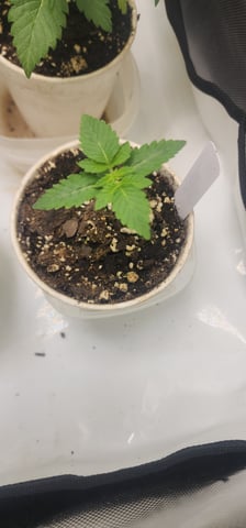 Tester Strain #1  — vegetative, day 29