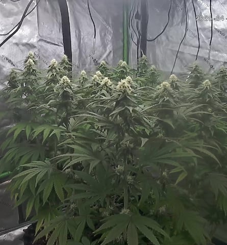 Phx_Freedom — flower, day 166