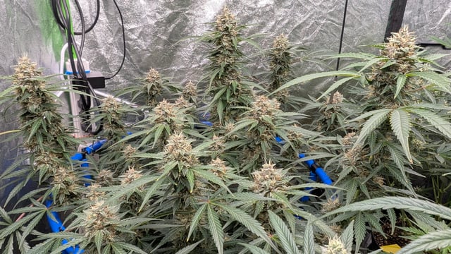 Mixed Grow — flower, day 69