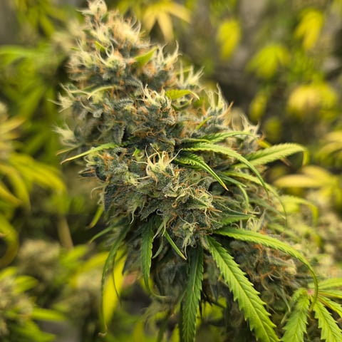 Big Momma Blue Dream  — flower, day 60