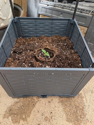Galicane Fem — vegetative, day 14