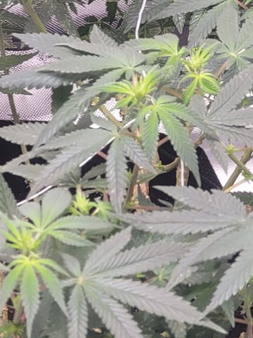 chemdog  — vegetative, day 81