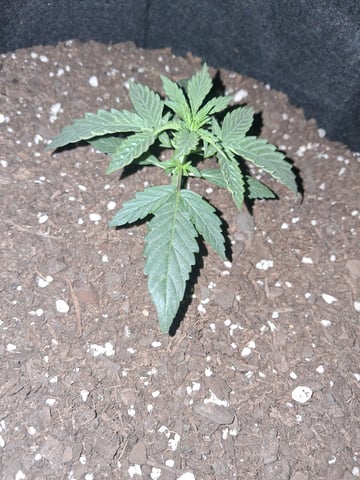 Cali Kush — vegetative, day 19