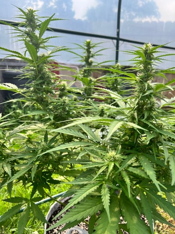 Keepers OG Auto — auto, day 3