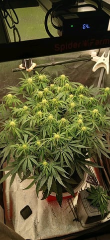 newest ggs setup grow — flower, day 48