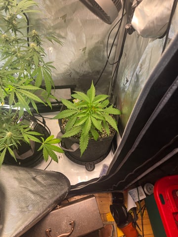 Toofless Alien — grow_setup, day 2