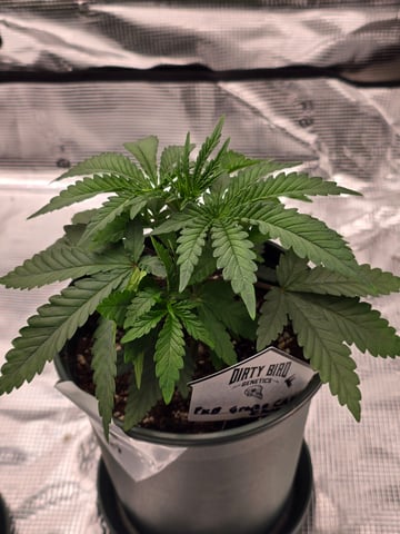 Dirty Bird - Thousand Island Fem & Platinum Kush Breath Remix x Grape Cakehead Fem Photo  — vegetative, day 21