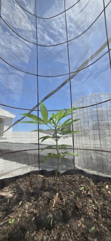 CzechsMex 2.0 — vegetative, day 170