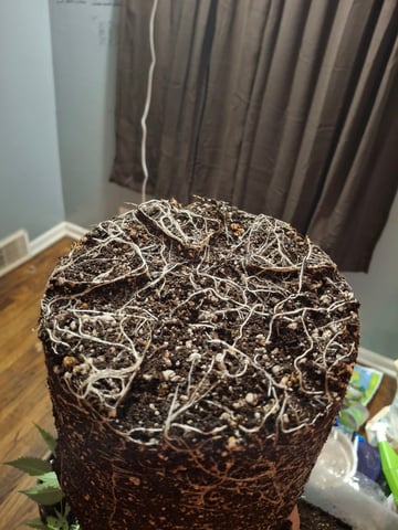 III — seedling_rooting, day 49