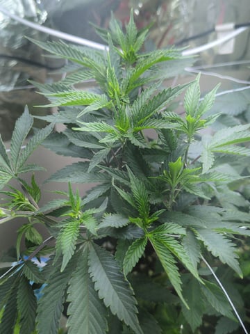 Audrey III — vegetative, day 83