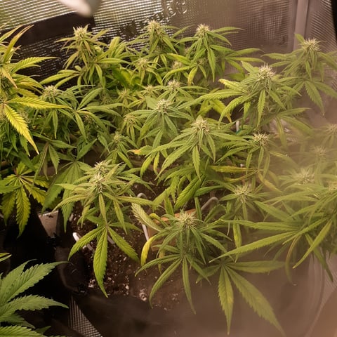 Next Attempt  — flower, day 57