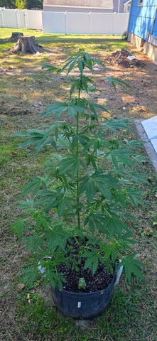 Let's just leave these right here! — flower, day 70