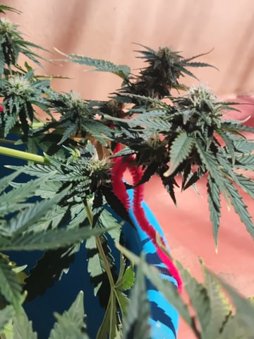 🍁Segunda Hornada — auto, day 3