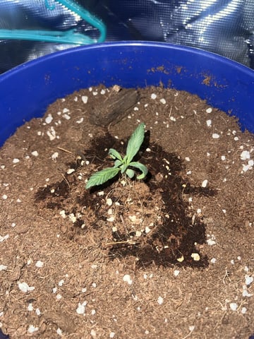 SOUR APPLE (2nd attempt) — seedling_rooting, day 20