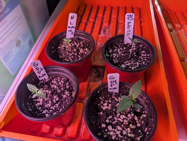 first grow - autoflower — germination, day 20