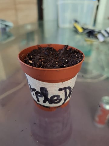 RESTART  — germination, day 3
