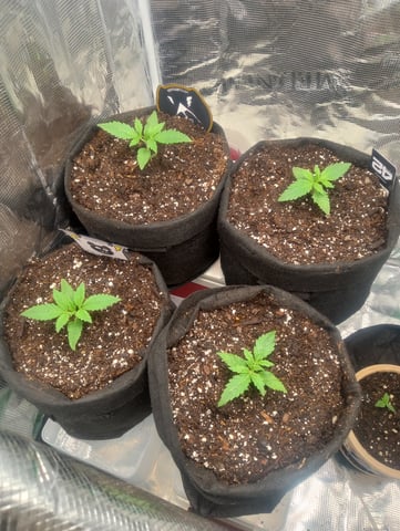  auto mixed pack indoor attempt #1 — seedling_rooting, day 14