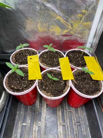 The White X Run Away Bride #3 — seedling_rooting, day 10