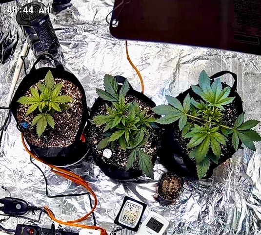 2nd Grow Ever — vegetative, day 20