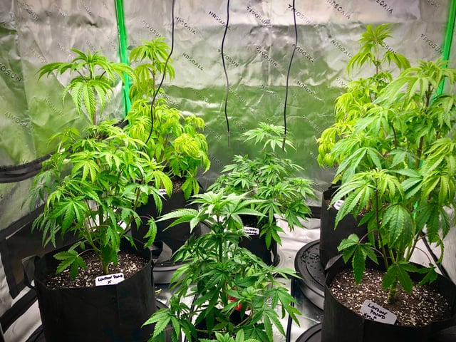 My First Home Grow  — vegetative, day 49