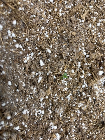 Jelly Donutz Auto And Pineapple OG Auto — grow_setup, day 2