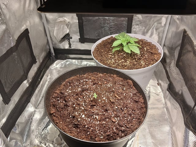 Gorilla Sherbert Feminized From Blimburn Seeds 