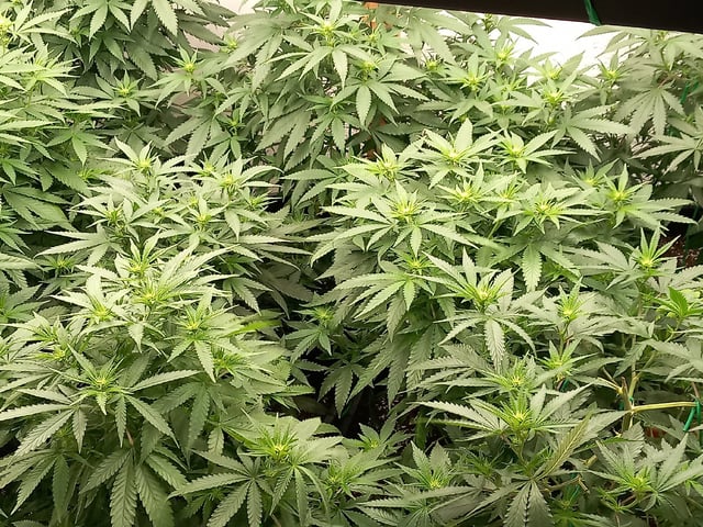10x Critical Feminisiert from Ganjafarmerseeds 