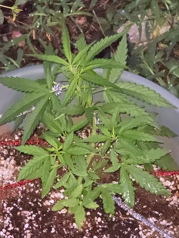 Green Gelato Auto — vegetative, day 29