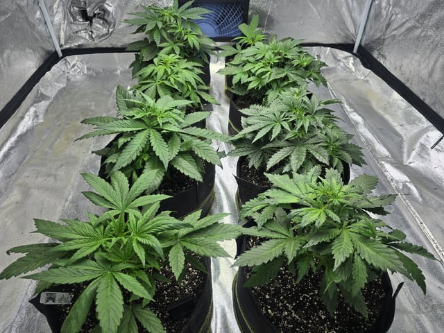 Autos AGAIN