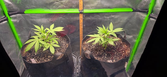 Fall '25 Indoor 2x4 — vegetative, day 31