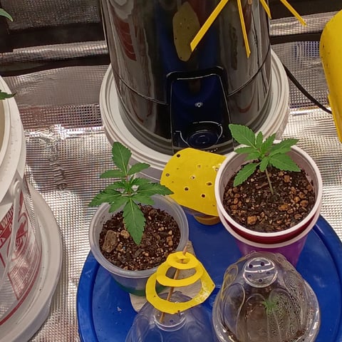 TentPlantLightFan — vegetative, day 35