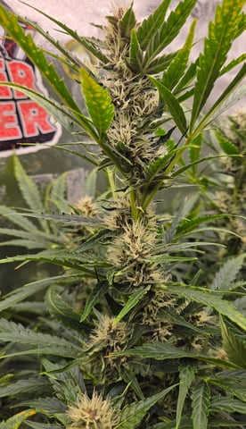 Spider-Farmer Hydro — flower, day 62